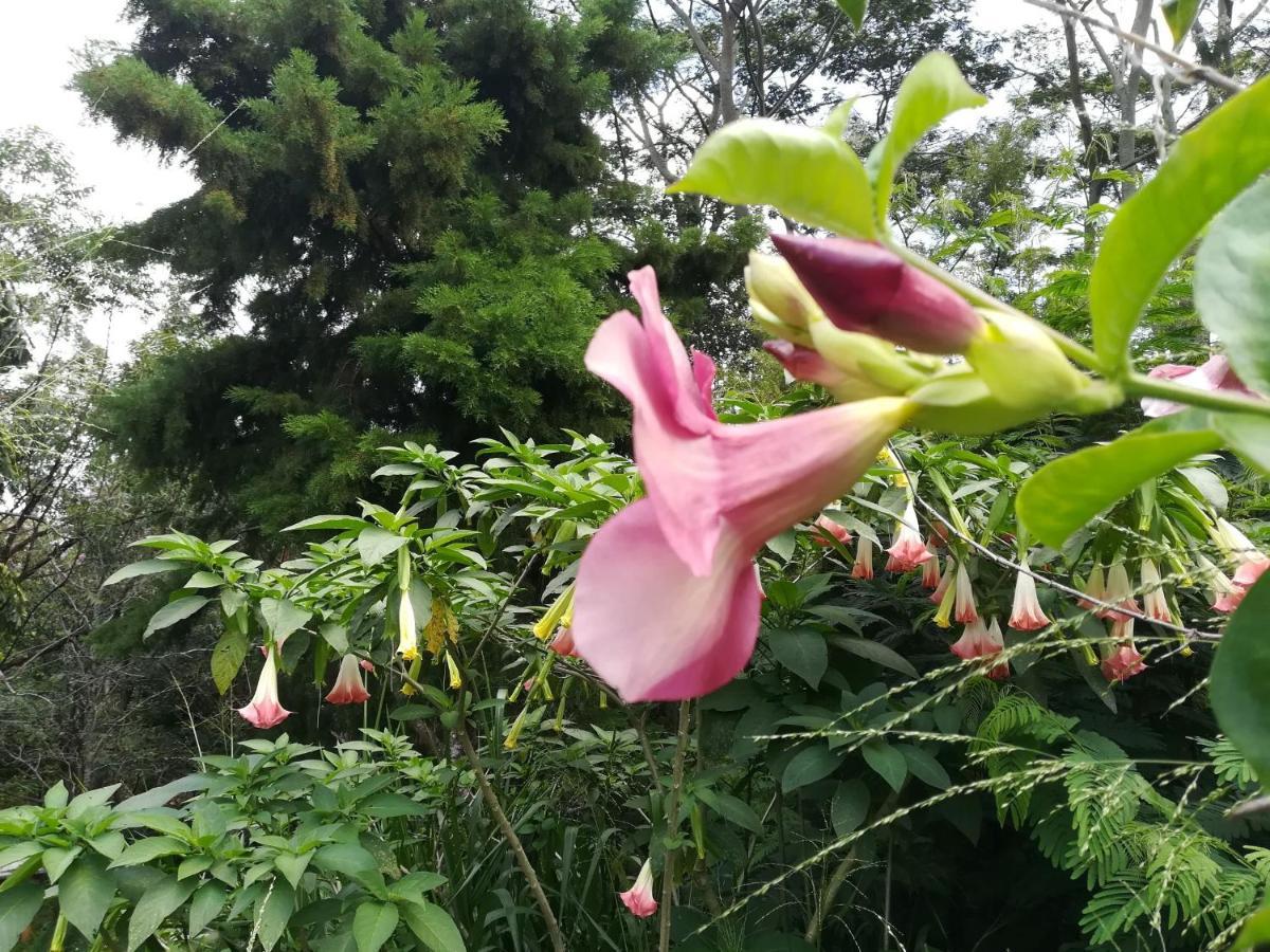 Jungle Tide Bed & Breakfast Kandy Luaran gambar